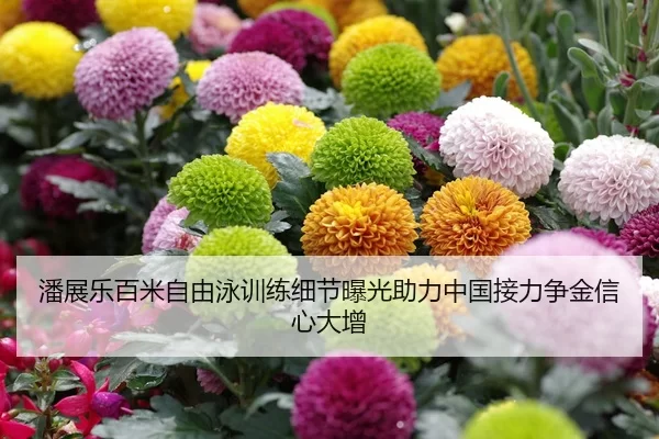 潘展乐百米自由泳训练细节曝光助力中国接力争金信心大增